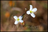 Heliophila sp.