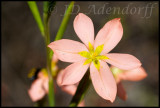 Moraea minima, Iridaceae