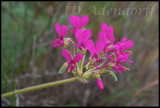 Pelargonium incrassatum, Geraniaceae