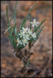 Trachyandra sp., Asphodelaceae