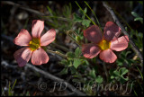 Oxalis sp., Oxalidaceae