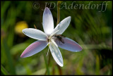 Hesperantha sp., Iridaceae