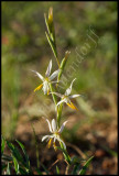 Hesperantha sp., Iridaceae