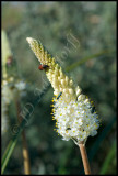 Bulbinella sp., Asphodelaceae