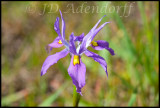 Moraea sp., Iridaceae