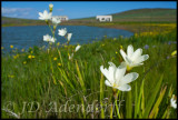 Sparaxis sp., Iridaceae