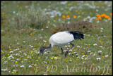 Sacred ibis, West Coast National Park