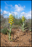 Corycium crispum, Orchidaceae