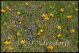 Spiloxene canaliculata and Heliophila sp., Darling