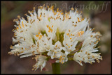 Haemanthus montanus, Amaryllidaceae