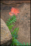 Gerbera jamesonii (Barberton daisy), Asteraceae