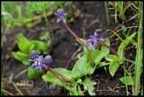 Ledebouria sp., Hyacinthaceae