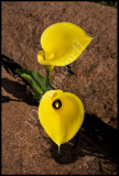 Zantedeschia jucunda, Araceae