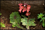 Streptocarpus dunnii, Gesneriaceae