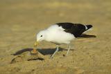 Kelp gull with caviar meal