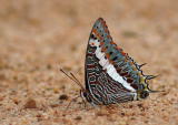 Charaxes jasius saturnus (Fox Charaxes)