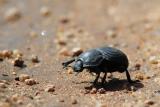 Anomalipus elephas (Large Armoured Ground Beetle)