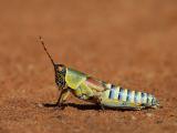 Zonocerus elegans (Elegant grashopper)