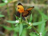 Acraea anemosa