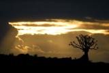 Quiver trees are as varied as human faces