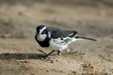 A cape wagtail finishes off a grashopper