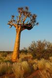 An old quiver tree cradles a sociable weaver nest