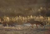 A jackal heads off in search of a meal