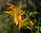 Crocosmia aurea, Iridaceae