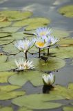 Nymphaea nouchali, Nymphaeaceae