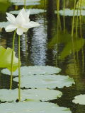 The Lotus pond, Pamplemousses Botanical Gardens