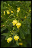 Bowkeria citrina