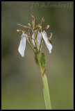 Moraea sp.