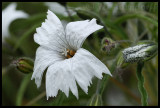 Monsonia sp.