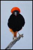 Southern red bishop