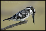 Pied kingfisher