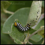 Caterpillar feeding on Sphedamnocarpus