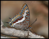 Charaxes jasius saturnus