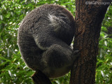 Koala, Taronga Zoo, Sydney