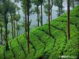 Tea fields, Munnar, India