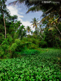 Alleppey,  Kerala, India