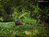 Alleppey, Kerala, India