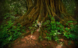 Taman Negara, Malaysia