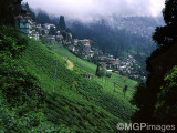 Tea plantation, Darjeeling, India