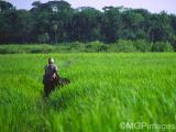 Rice fields, Ossouye, Casamance, Senegal