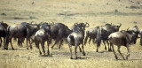 Wildebeests in Serengeti, Tanzania
