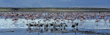 Flamingoes and ibis in Lake Manyara, Tanzania