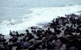 Sea lions, Skeleton Coast, Namibia