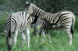 Zebra, Etosha Pan, Namibia