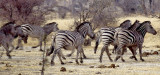 Zebra, Khaudom, Namibia