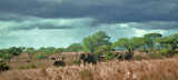 Masai Mara, Kenya